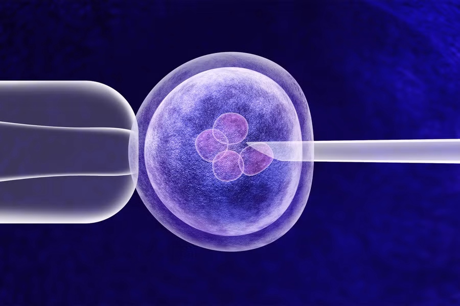 Minh họa quá trình thụ tinh trong ống nghiệm IVF.
