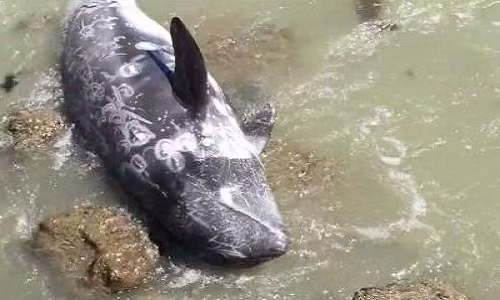 Con cá heo mắc trên bãi đá. Ảnh: The Dolphin Project. VNE-Terrified-Dolphin-Throws-H-8063-2808