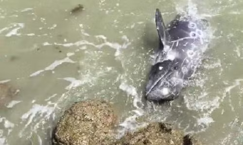 Con cá heo tuyệt vọng tự lao đầu vào bãi đá. Ảnh: The Dolphin Project. VNE-Terrified-Dolphin-Throws-H-3635-7457