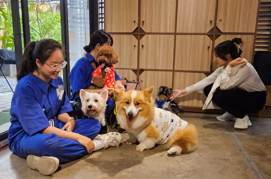 Ngành công nghiệp thú cưng được đánh giá là có tiềm năng lớn tại Việt Nam về sản xuất và cung ứng dịch vụ,… Ngành công nghiệp thú cưng được đánh giá là có tiềm năng lớn tại Việt Nam về sản xuất và cung ứng dịch vụ,…