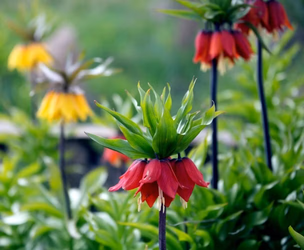 Rực rỡ hoa tulip