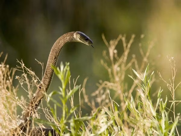 Mamba đen có tên khoa học là Dendroaspis polylepis với chiều dài khoảng 2,5 m đến 4,45 m. Chúng là loài rắn bò nhanh nhất thế giới, với vận tốc 16 – 20 km/h. Nổi tiếng hung hăng và sở hữu nọc độc chết người, chúng được xếp vào danh sách một trong những loài rắn độc nhất thế giới. Ảnh: Nationalgeographic 1