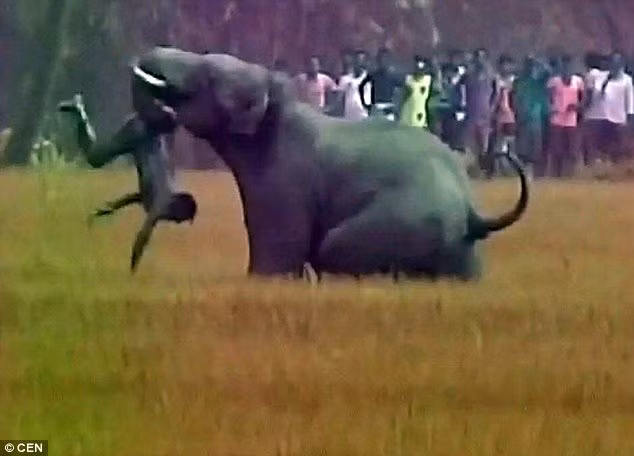 Video: Voi tấn công người tới chết ở Ấn Độ hình ảnh 1 video: voi tán cong ngùoi tói chét ỏ án dọ hinh anh 1