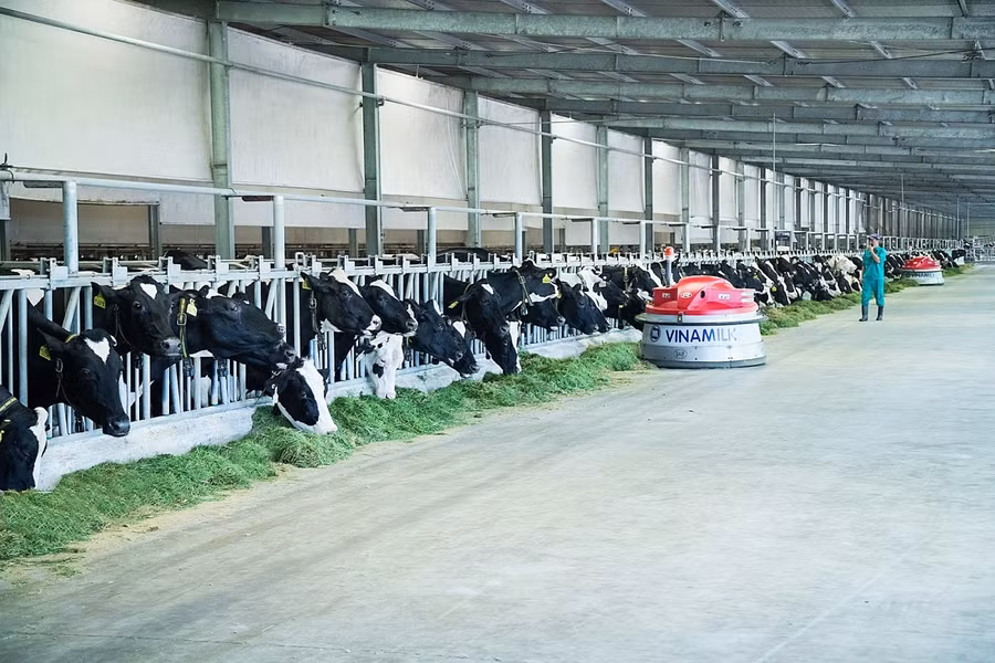 Công nghệ thu gom chất thải được Vinamilk áp dụng giúp vệ sinh chuồng trại luôn sạch, đảm bảo sức khỏe và sự thoải mái cho đàn bò sữa