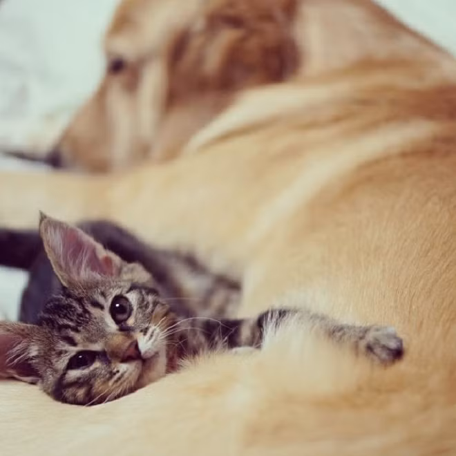 Anh chó đã ngủ say rồi, mình tha hồ chọc ghẹo, haha.
