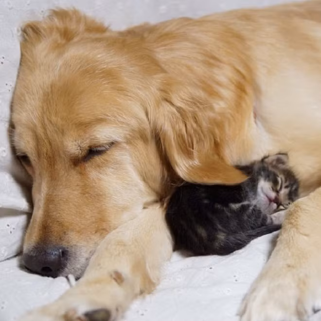 Hạnh phúc là khi được ở bên nhau và ... ngủ khì