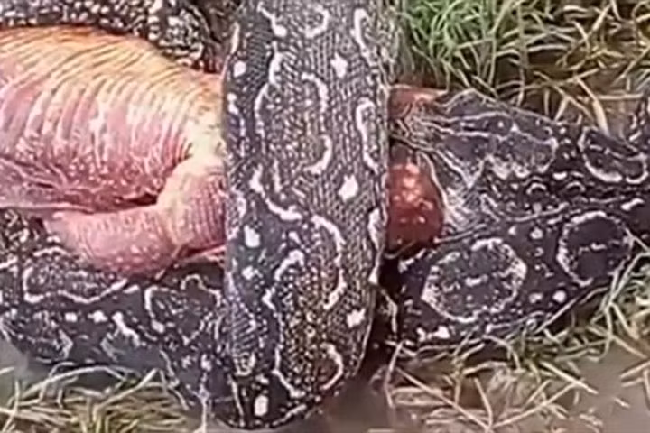 Kỳ giông khổng lồ đau đớn bị trăn khủng nuốt thịt