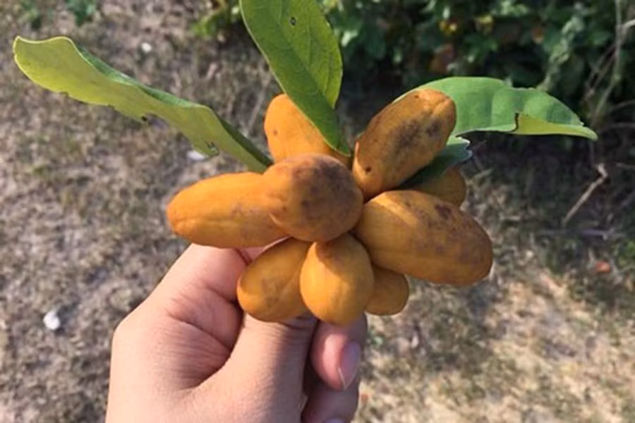 Cây dủ dẻ rừng là loài cây bình dị và rất quen thuộc với người dân ở khu vực Quảng Trị, Khánh Hoà, Ninh Thuận, Gia Lai, Đắc Lắc, Lâm Đồng và Đồng Nai.