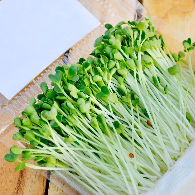 Cách trồng rau mầm bằng giấy ăn cực đơn giản tại nhà, thu hoạch mỏi tay không hết ảnh 5