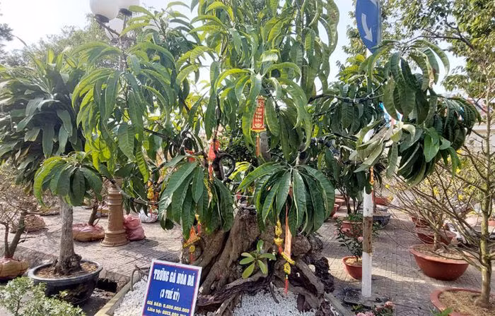 Tại Bạc Liêu, chợ hoa ở TP Bạc Liêu có cây lê-ki-ma (còn gọi là cây trứng gà) được chủ nhân là ông Nguyễn Văn Thuyết treo bảng giá 5 tỷ đồng khiến nhiều người chú ý.