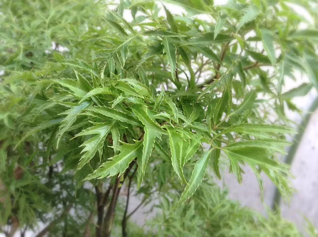 Cây đinh lăng.