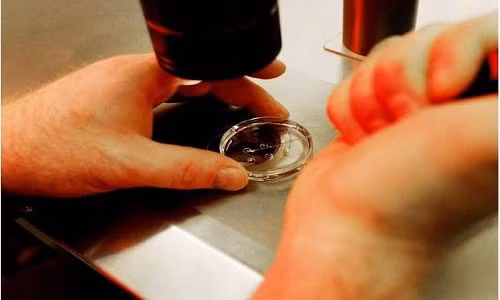 Các phòng khám thụ tinh trong ống nghiệm có thể lợi dụng kỹ thuật biến đổi gene để tạo ra những đứa trẻ hoàn hảo. Ảnh: The Independent. VNE-Scientists-seek-permission-4042-3572