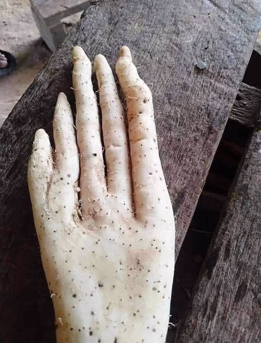 Kinh hãi củ khoai hình... bàn tay ảnh 2