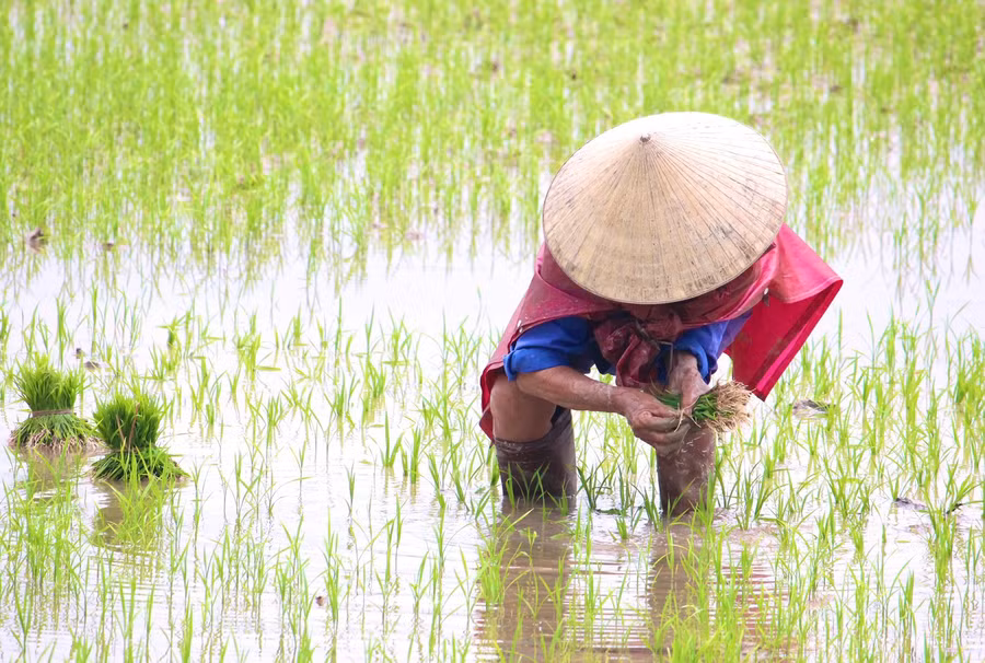 Ảnh minh họa.