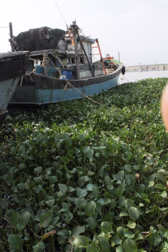 Nhiều tàu bè mắc cạn vì lục bình Nhiều tàu bè mắc cạn vì lục bình