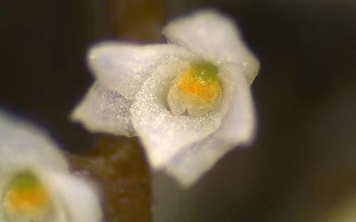 Small-Orchid-1-3260293b-2123-1428566292.