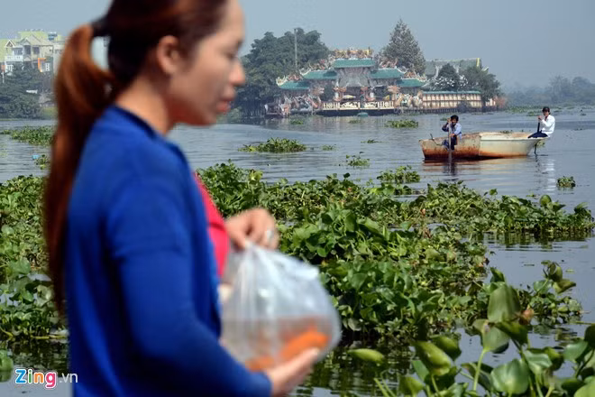 Bất lực nhìn cá chép bị chích điện khi vừa thả