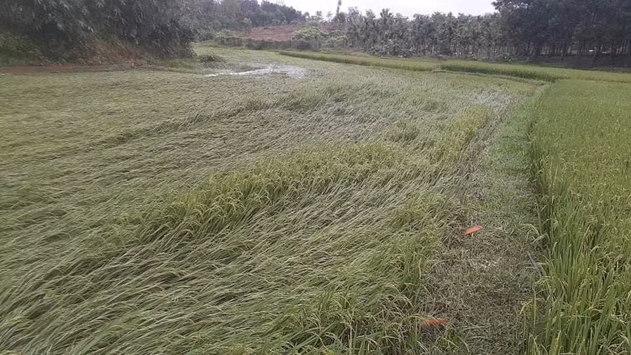 Trên địa bàn tỉnh Thừa Thiên - Huế ghi nhận có 1.020ha lúa bị hư hại.