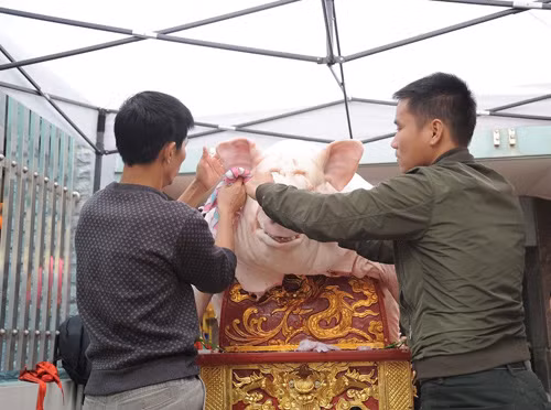 Độc đáo lễ hội rước 18 ông lợn 