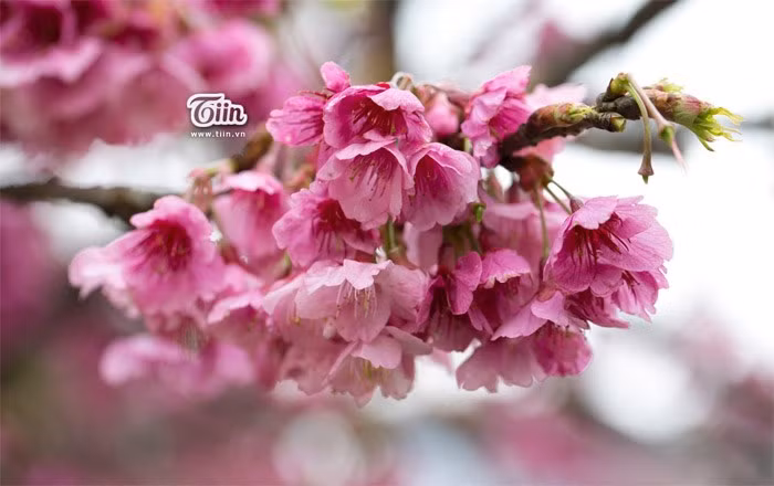 Hoa anh dào nỏ rọ ỏ Sa Pa làm ngản ngo du khách-Hinh-12