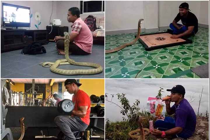 Chàng trai kết hôn với...1 con rắn hổ mang dài hơn 3m