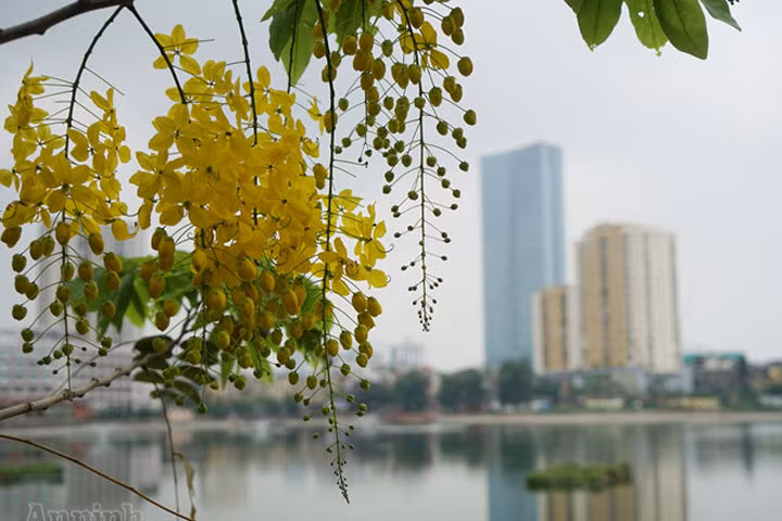 Ngơ ngẩn ngắm muồng hoàng yến nở vàng rực giữa trời Hà Nội