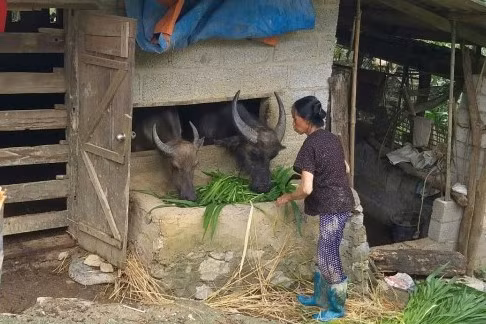 Hợp phần hỗ trợ phát triển sản xuất, đa dạng hóa sinh kế qua đầu tư tại các xã dần mang lại hiệu quả rõ nét.