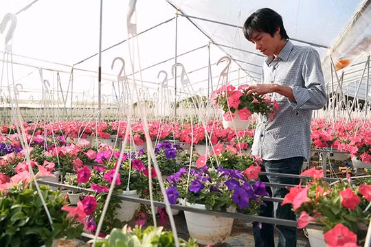 Anh Nguyễn Anh Duy chăm sóc vườn hoa treo. Ảnh: Khánh Phúc