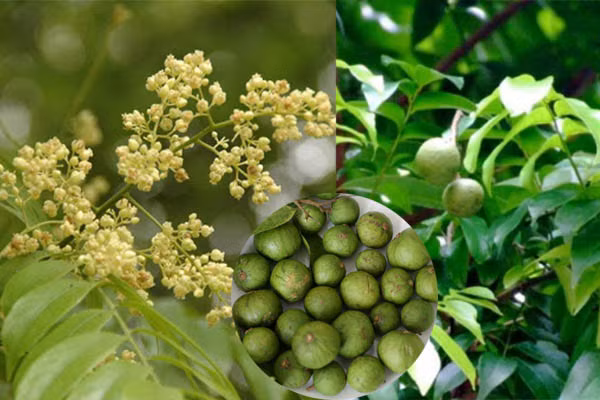 Ảnh minh họa ITN. Ảnh minh họa ITN.