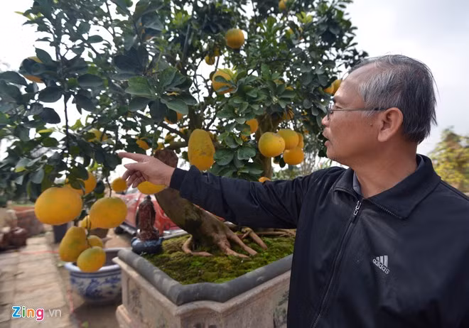 Cây bưởi 68 quả dáng cổ thụ độc trăm triệu chưa bán 