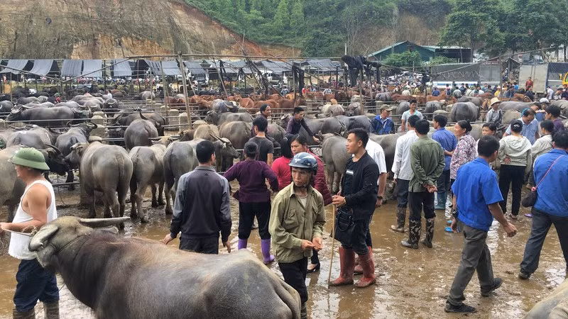Buôn bán trâu bò ở chợ phiên Trà Lĩnh.
