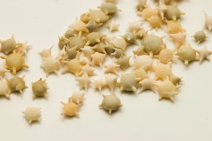 Những hạt cát hình ngôi sao được nhiều người dân địa phương tin là có liên quan đến một truyền thuyết kỳ lạ.
