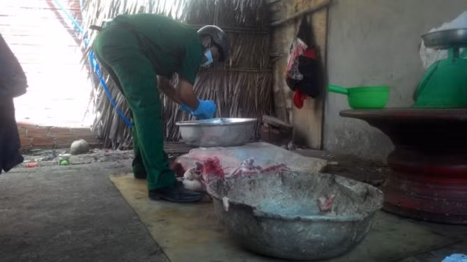 Rùng mình cách tiêm thuốc an thần vào heo trước khi giết mổ - Ảnh 2 Rùng mình cách tiêm thuốc an thần vào heo trước khi giết mổ - Ảnh 2