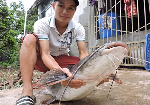 Một con cá lăng bán được hơn 13 triệu đồng. Ảnh: Thiên Thiên