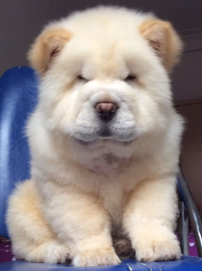 Chó Chow chow