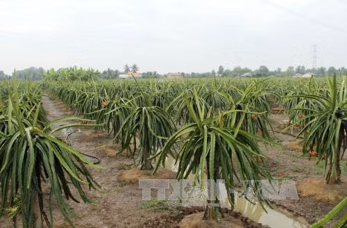 Thực hư việc thương lái Trung Quốc thu mua hoa thanh long ảnh 1