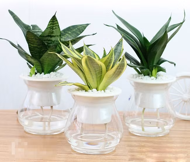 Những loại cây chỉ cần có nước là sống, trồng trong nhà giúp hút khí độc, lợi phong thủy