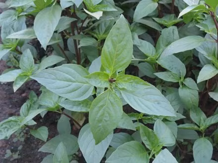 Húng quế giúp chống ung thư, ngừa sỏi thận...
