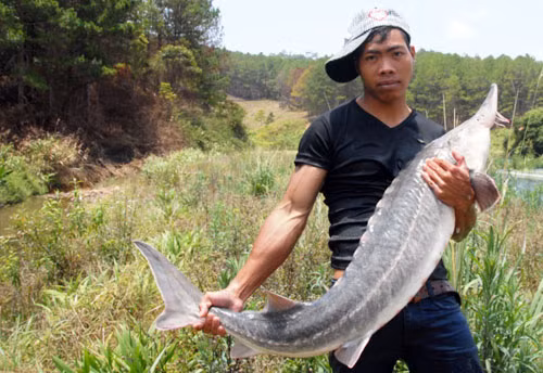 Chàng trai dân tộc bắt được hai con cá tầm 40 kg ở suối