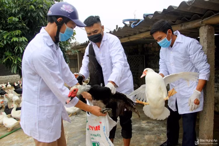Nhanh chóng phát hiện, khẩn trương dập dịch