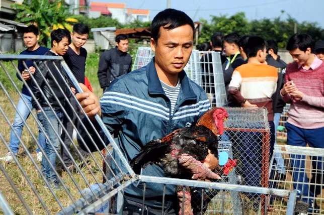 Độc đáo cuộc thi sắc đẹp của những chú “gà chân voi“ ảnh 3 Độc đáo cuộc thi sắc đẹp của những chú “gà chân voi“ ảnh 3