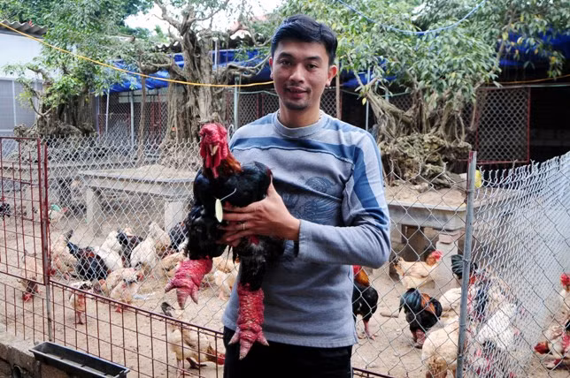 Độc đáo cuộc thi sắc đẹp của những chú “gà chân voi“ ảnh 14 Độc đáo cuộc thi sắc đẹp của những chú “gà chân voi“ ảnh 14