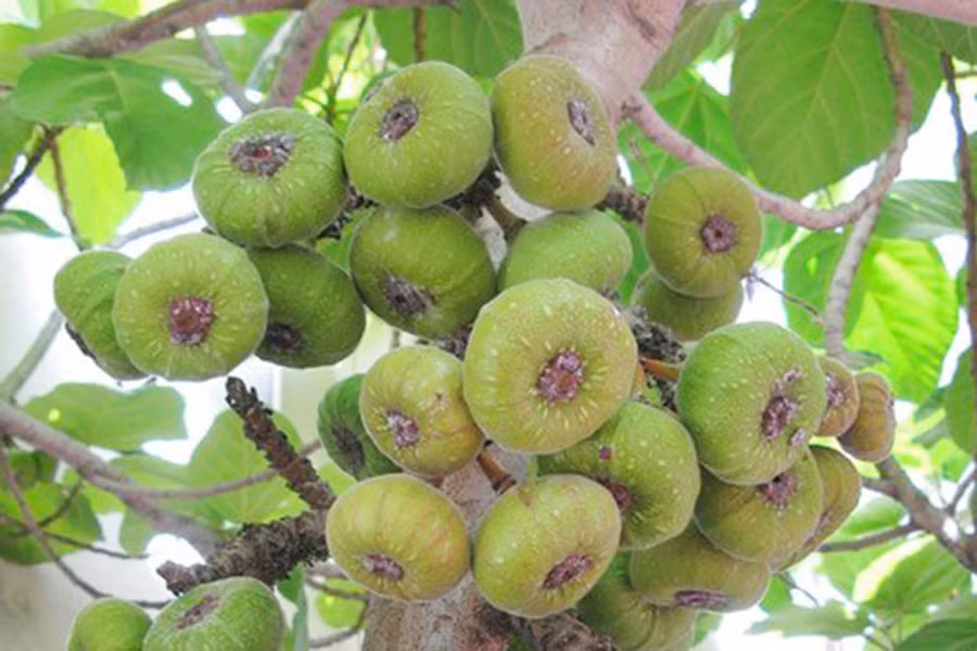 Quả vả trông khá giống quả sung, nhưng to hơn. Lúc còn xanh, lũ trẻ thường trèo lên hái vả về chấm với muối trắng.