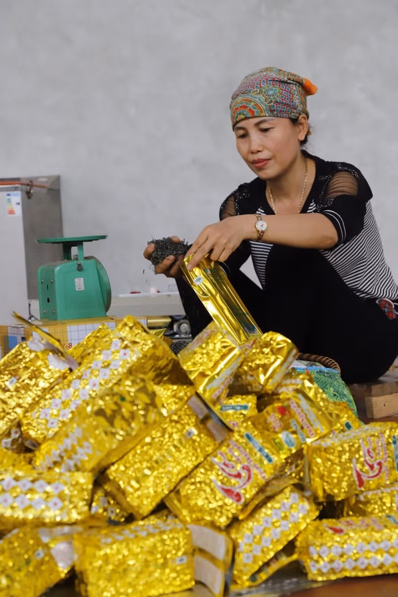 Nhiều hộ trồng chè nhờ sản xuất liên kết theo chuỗi đã vươn lên làm giàu