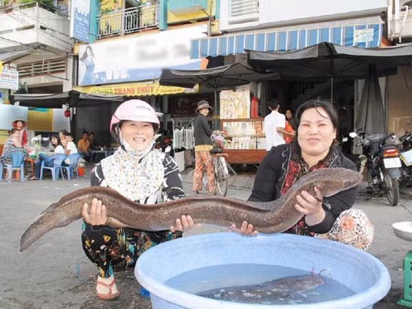 Những con cá 