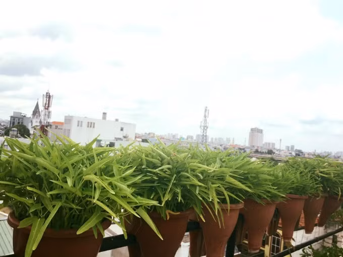 Vườn rau sạch 200m2 sum suê cây trái của nữ giám đốc Sài Gòn ảnh 2 Vườn rau sạch 200m2 sum suê cây trái của nữ giám đốc Sài Gòn ảnh 2