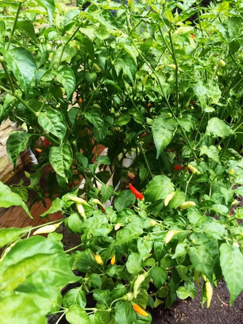 Vườn rau sạch 200m2 sum suê cây trái của nữ giám đốc Sài Gòn ảnh 12 Vườn rau sạch 200m2 sum suê cây trái của nữ giám đốc Sài Gòn ảnh 12