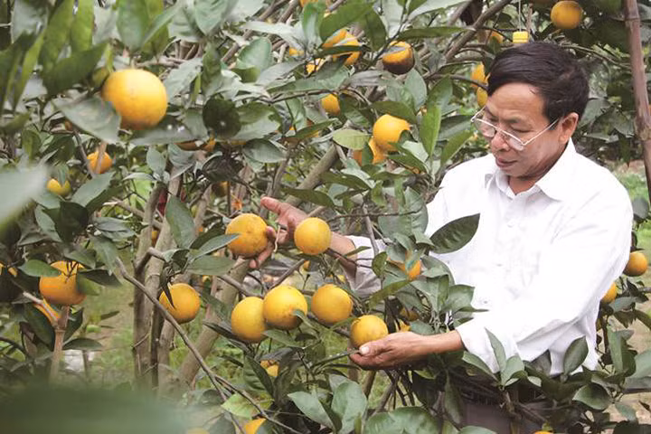 Ông Nguyễn Công Hưởng kiểm tra từng quả cam Xã Đoài trong vườn