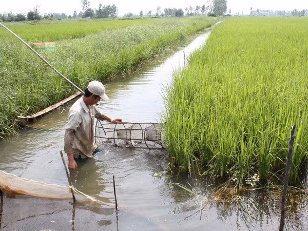 Thu hoạch tôm nuôi trên đất lúa. (Ảnh: TTXVN)
