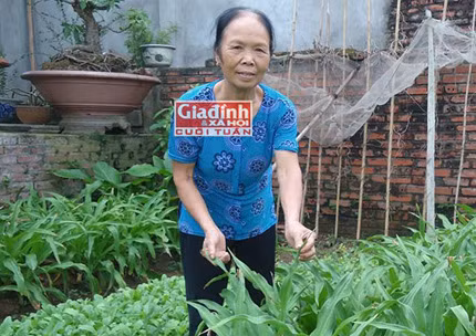 Phát hiện bất ngờ về cây thuốc quý trong vườn nhà giúp người phụ nữ tự trị bệnh ung thư 1